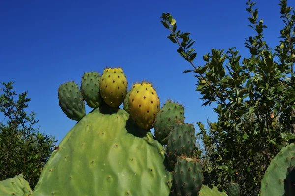 Pricky pears - Opuntia ficus idica in the mediterranean vegetation. — Stock Photo, Image