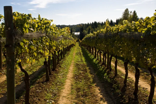Vineyard on a sunny day — Stock Photo, Image