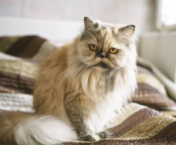 Home persian cat — Stock Photo, Image