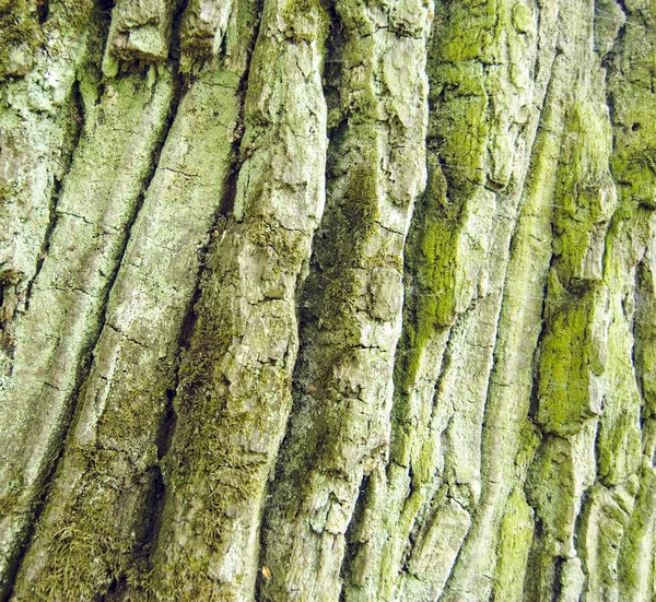 Casca áspera de carvalho com textura de musgo Fotografia De Stock
