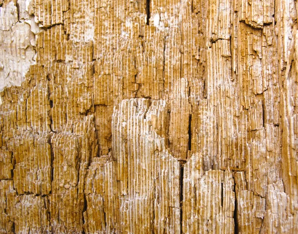 Old wood inside texture in brown orange hue Stock Picture