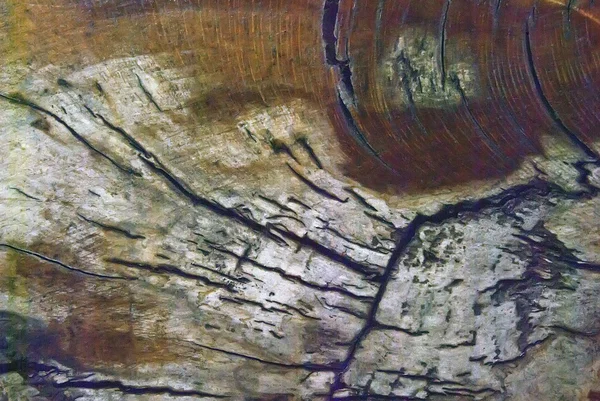 Betula grunge textura — Fotografie, imagine de stoc
