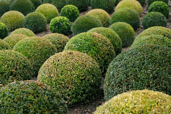 Stock image Boxwood