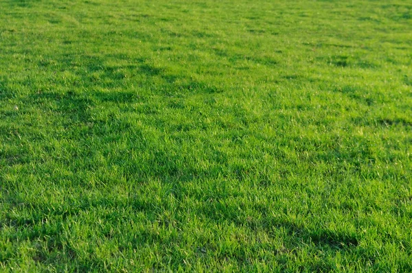 Травяное поле — стоковое фото