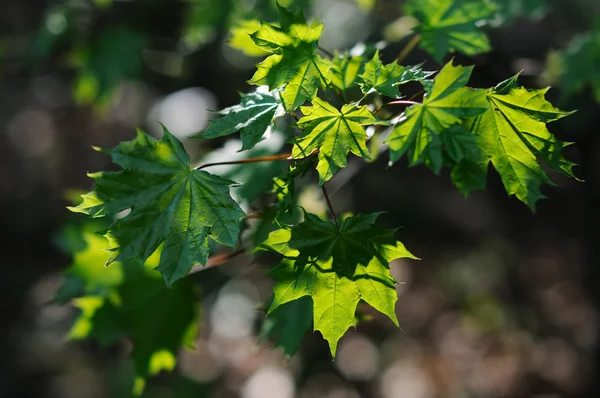 Прозрачные кленовые листья — стоковое фото