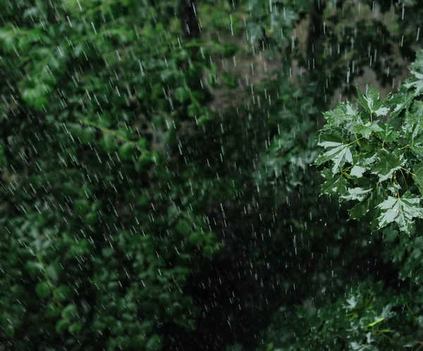 Stock image Rain On Tree