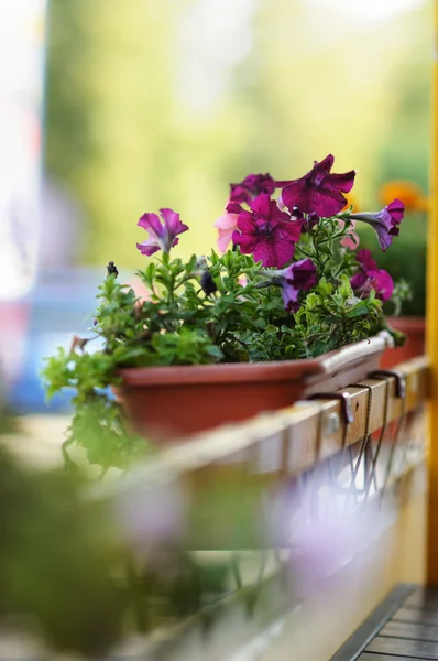 Blumentopf im Freiluftcafé — Stockfoto