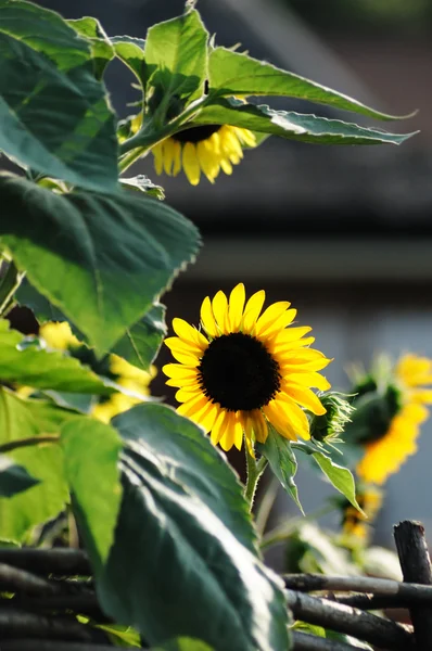 Terang bunga matahari — Stok Foto