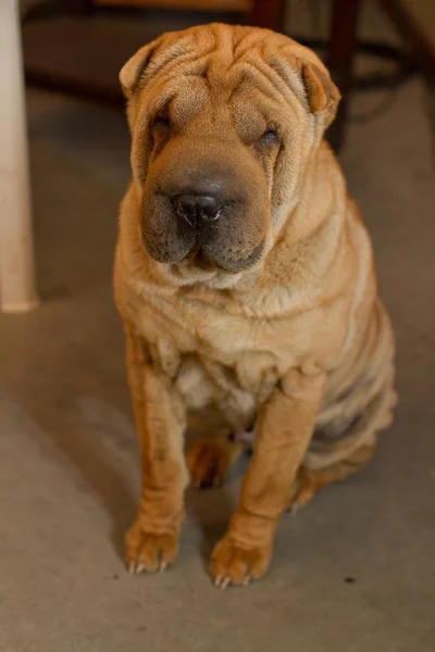 Shar pei 的小狗，5 个月大，坐在 — 图库照片