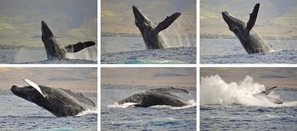 Последовательность фотографий китов — стоковое фото