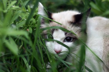 beyaz kedi