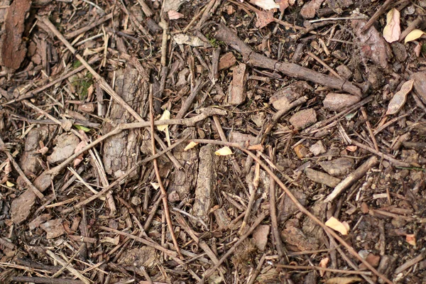 Stock image Branches