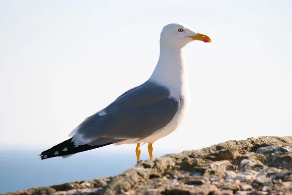 stock image Seagull on stone