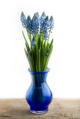 Muscari