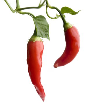 Red hot chili clipart