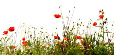 Red poppies clipart