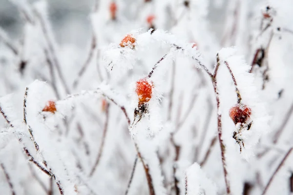 Frostige Rosensträucher — Stockfoto
