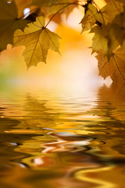 Maple in autumn — Stock Photo, Image
