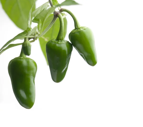 stock image Green chilies