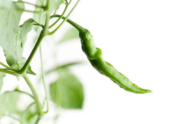 Green chili — Stock Photo, Image