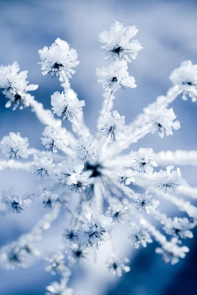 Fiore congelato — Foto Stock