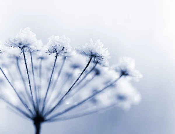 冷凍の花 — ストック写真
