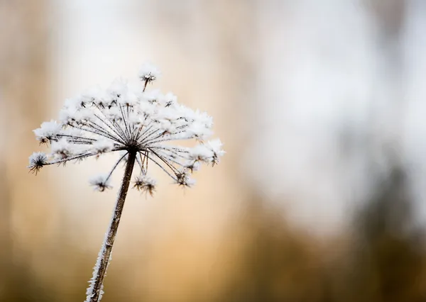 냉동된 꽃 — 스톡 사진