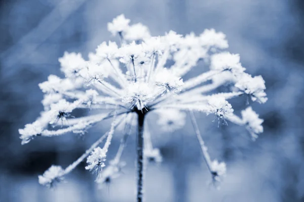 Donmuş çiçek — Stok fotoğraf