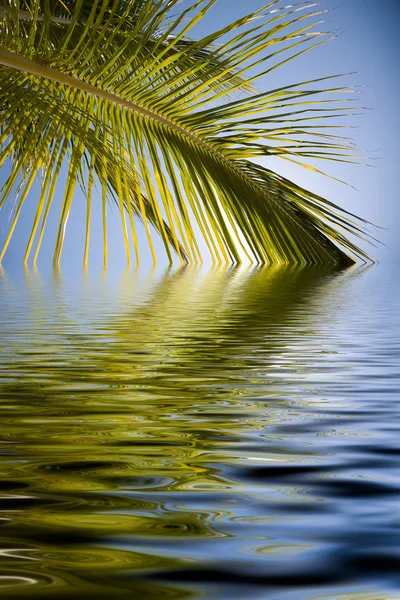 Palms sun and sea illustration