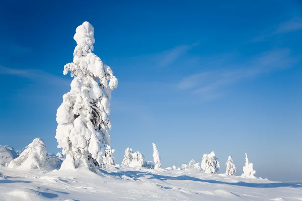 Lapland Finland — Zdjęcie stockowe