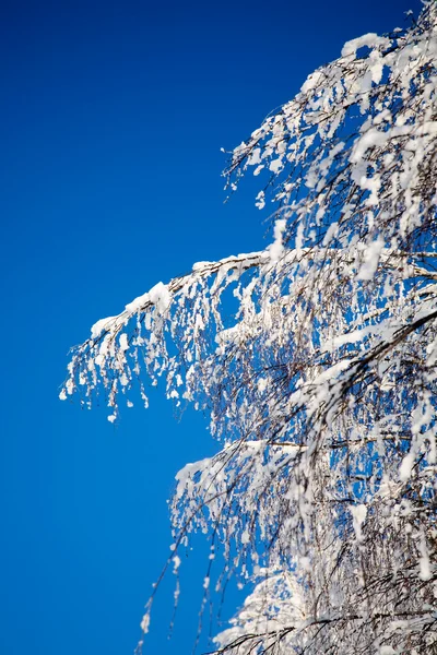 Invierno —  Fotos de Stock