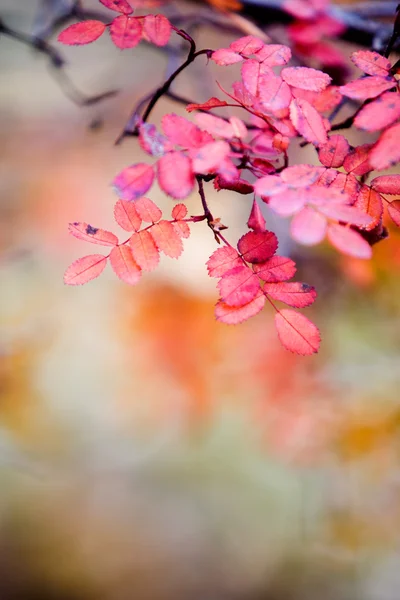 Rose in autumn — Stock Photo, Image