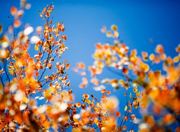 Sonbahar — Stok fotoğraf