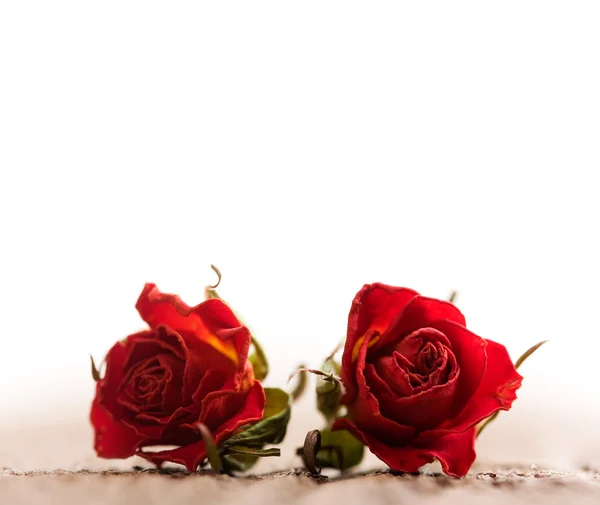 Сухий троянд — стокове фото