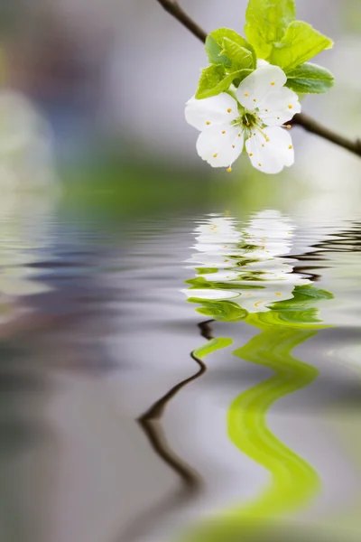 Plum tree blooming — Stockfoto