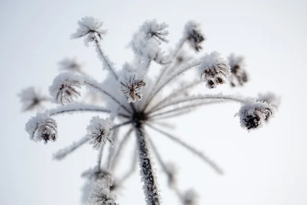 Замороженный цветок — стоковое фото