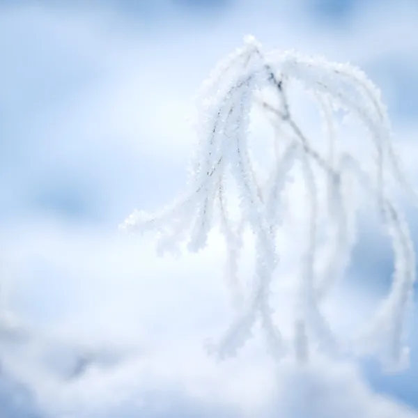 Frostige Pflanze — Stockfoto