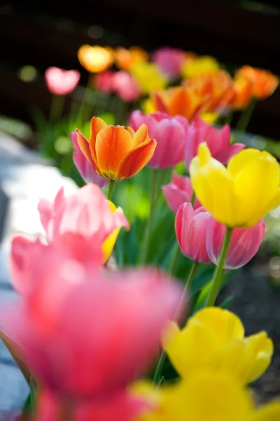 Tulpen — Stockfoto