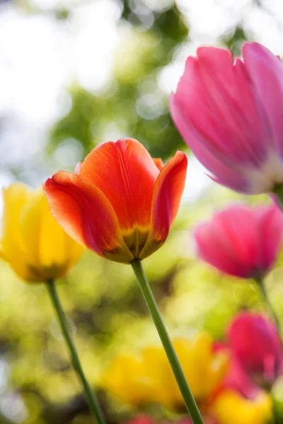 Tulipány — Stock fotografie