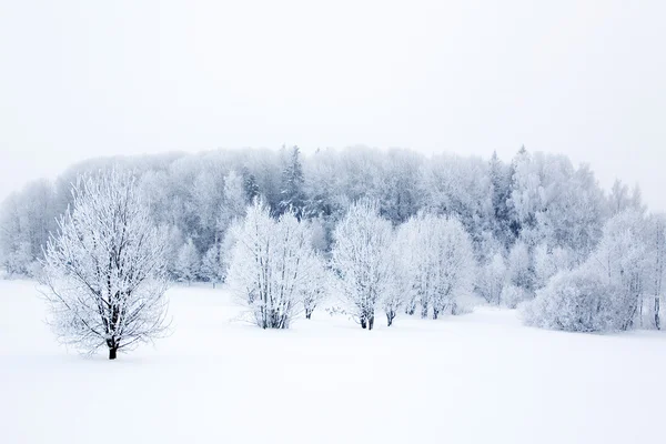 Зимовий пейзаж — стокове фото