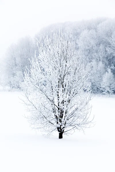 Frosty tree — Stock Photo, Image