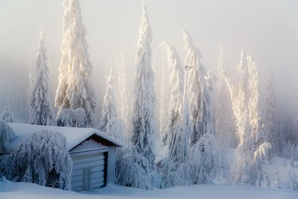 Escena de invierno Fotos de stock libres de derechos