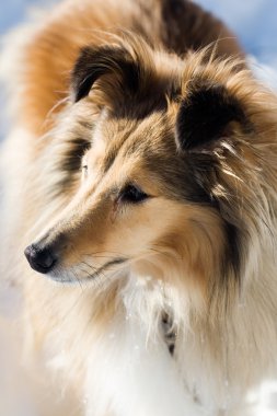 Sheltie clipart