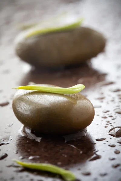 물 방울과 돌 — 스톡 사진