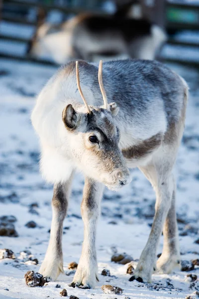 stock image Reindeer