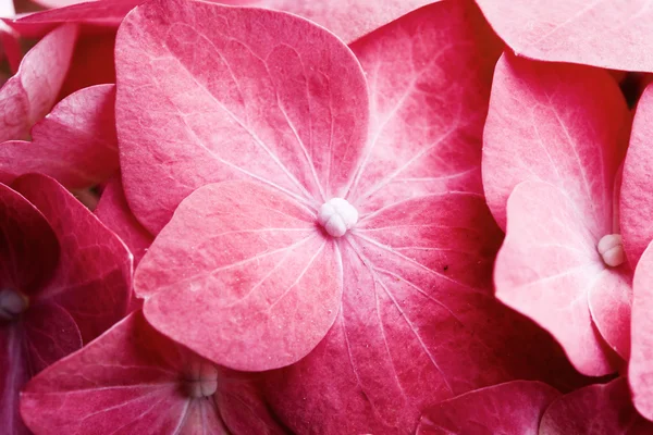 Hortensia rosa — Fotografia de Stock