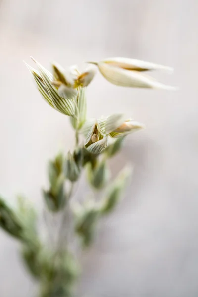 エンバクの種子 — ストック写真