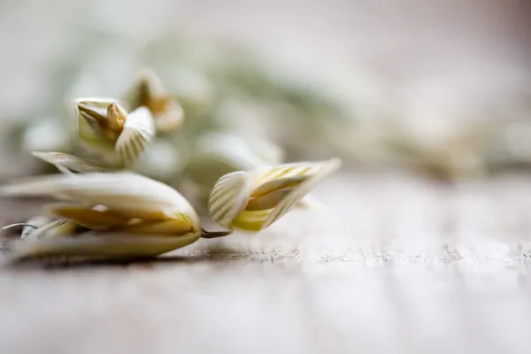 Oat seeds — Stock Photo, Image
