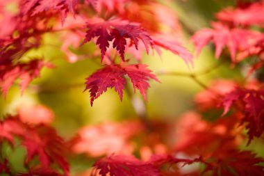 Japanese maple clipart