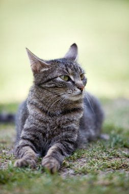 Kedi yeşil çimlerin üzerinde yatıyor